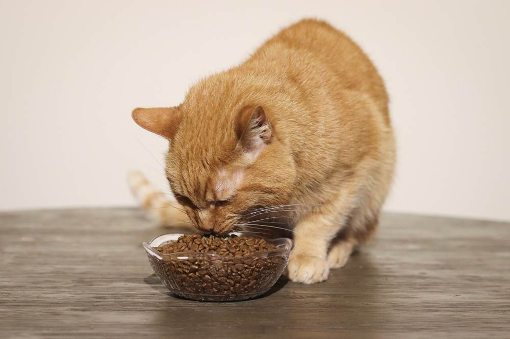 Nulo Freestyle Grain Free Cat & Kitten Chicken & Cod Recipe