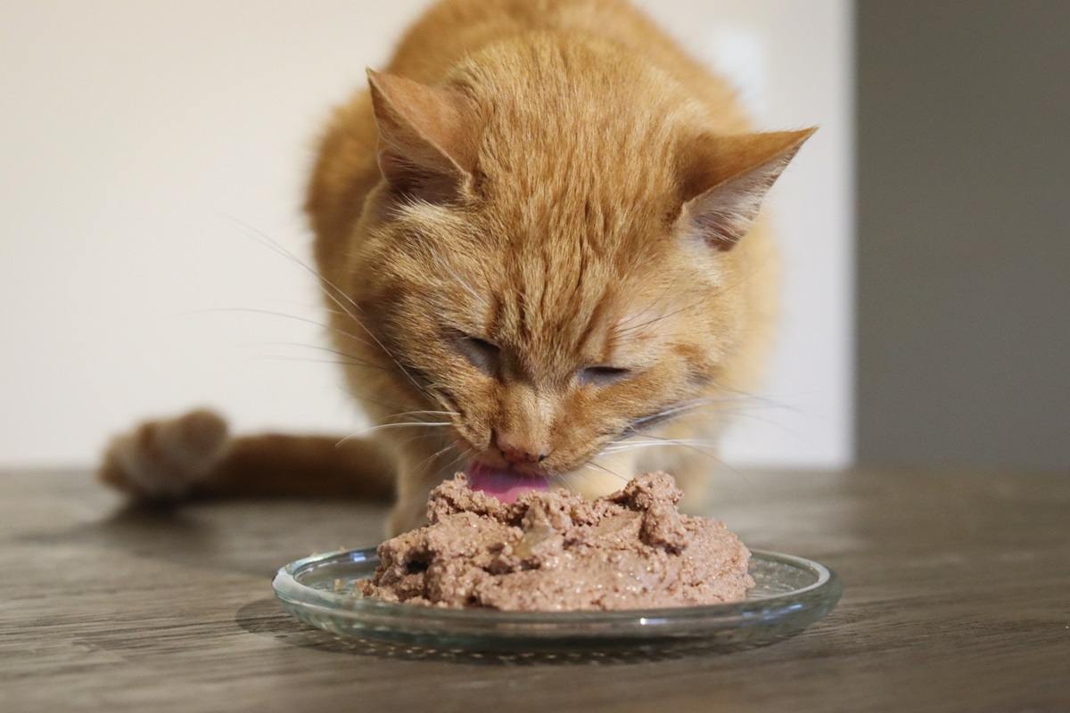 orange cat eating Nulo Freestyle Grain Free Turkey & Chicken Recipe