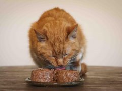 Orange Short Hair Tabby Cat Eating Fancy Feast Wet Canned Cat Food Chicken Tender Beef Turkey & Giblets Feast Classic Pate