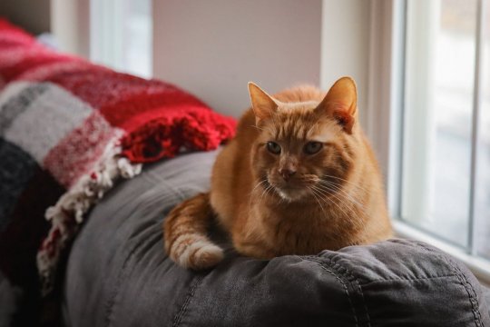 Everything You Need to Know About Orange Tabby Cats