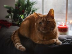 Orange Short Hair Tabby Cat&reg;168极速赛车正规信誉老平台 Laying On Couch Looking Out Window At Winter Snow Candle Holiday Christmas