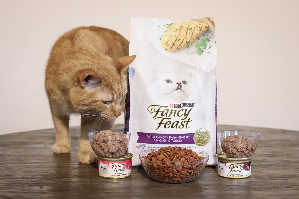 Orange Short Hair Tabby Eating Fancy Feast Cat Food