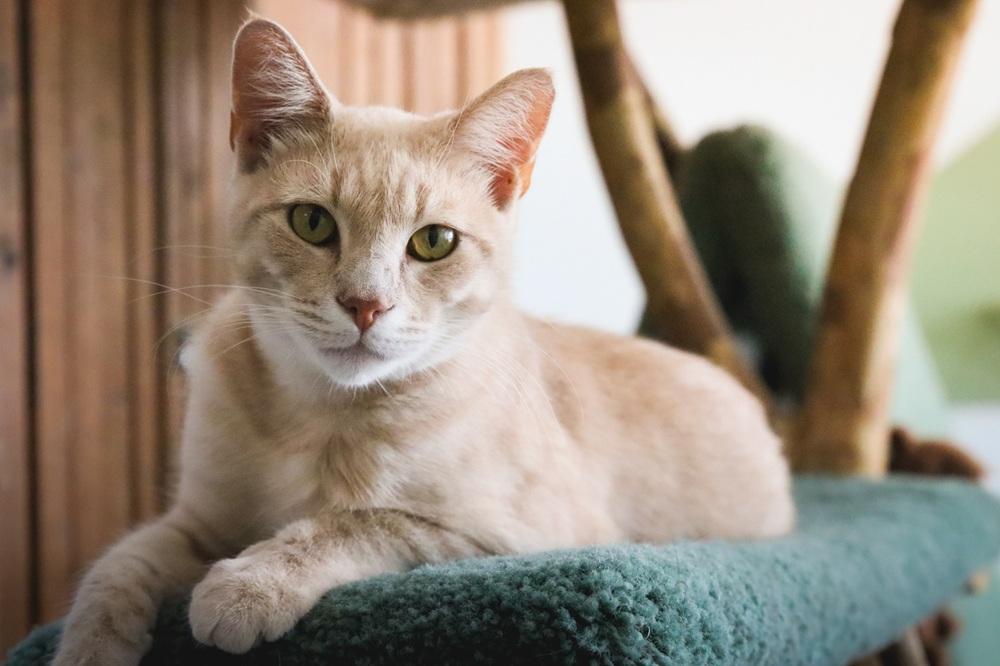 Orange Tan Striped Tabby Cat Laying Lounging On Green Carpet Cat Tree-1-compressed