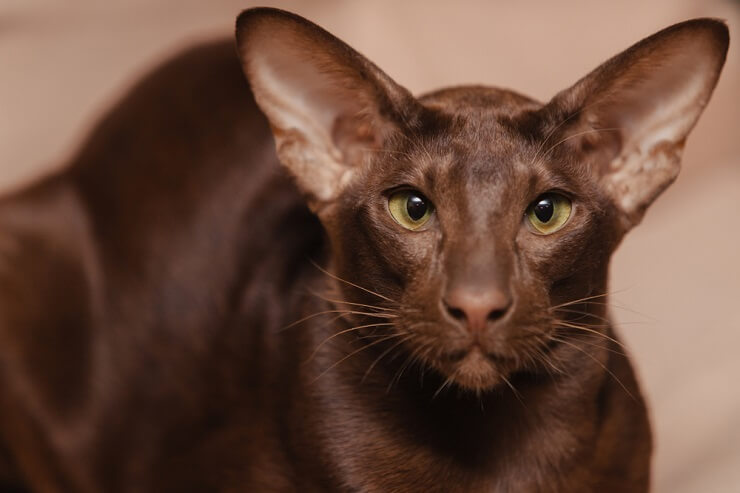 Image of an Oriental Shorthair cat, known for its sleek body and large ears, sitting gracefully and exuding an air of sophistication and elegance.