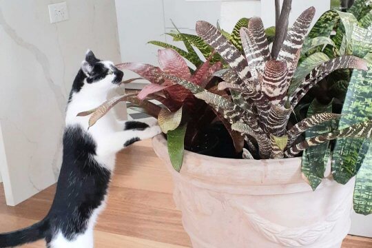 6 Things You’re Doing To Make Your Cat Misbehave