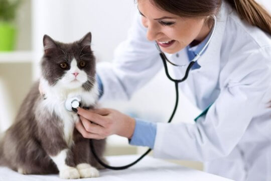 Not All Pet Insurance Plans Are the Same, So Which Is Best for Your Cat?