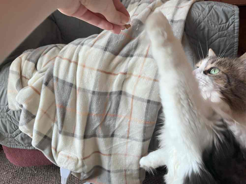 PetHonesty Skin & Coat Health Chews