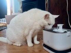 Petlibro Dockstream Battery-Operated Water Fountain