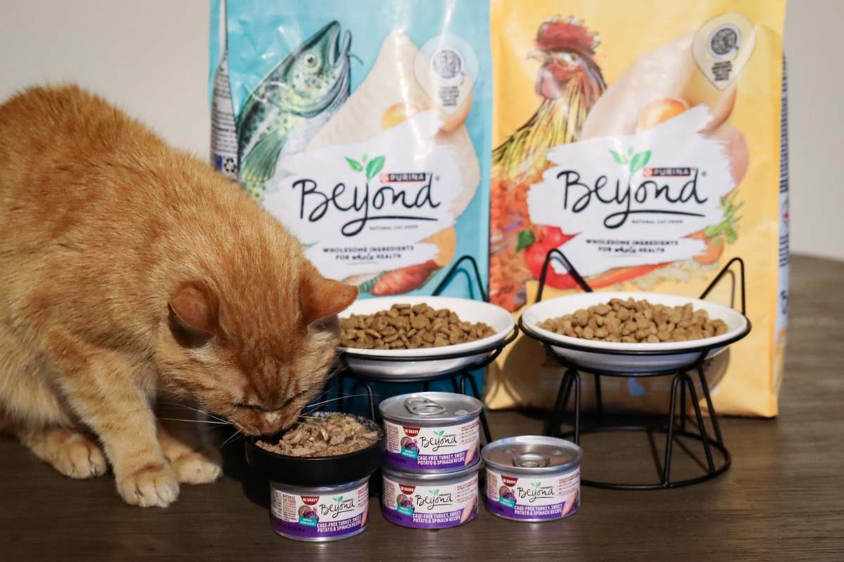 Purina Beyond Cat Food products