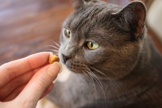 How To Deal With Food Aggression in Cats