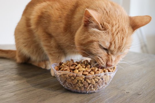 How Much to Feed a Cat