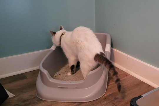 How Many Litter Boxes Should You Have per Cat?