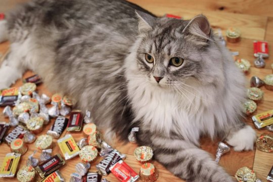 13 Human Foods That Are Poisonous & Toxic to Cats
