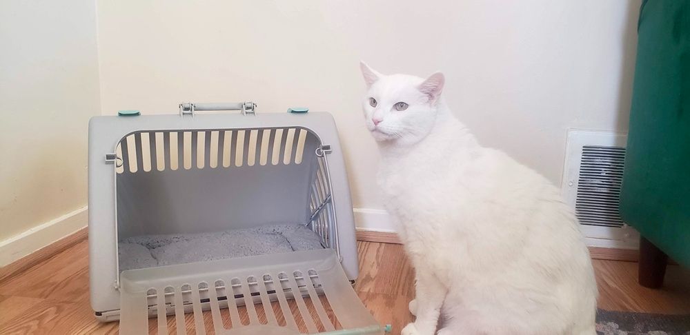 SportPet Designs Foldable Travel Cat Carrier