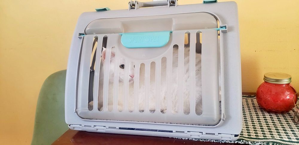 SportPet Designs Foldable Travel Cat Carrier