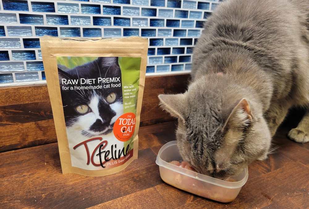 What Did Our Test Cats Think