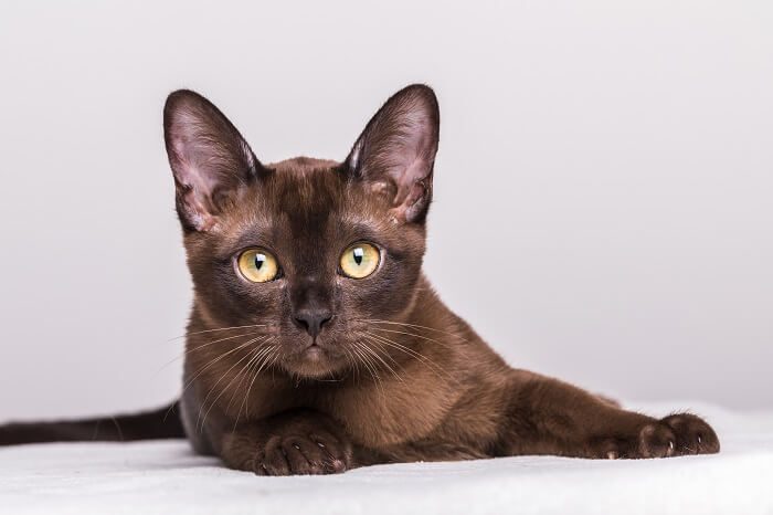 Close-up portrait of a brown Burmese kitten, about 17 weeks old. The brown little cat is lying on a white blanket and is looking at camera.