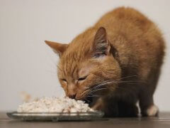 Tiki Cat Succulent Chicken Recipe In Chicken Consomme