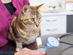 vet checking a cat’s blood pressure