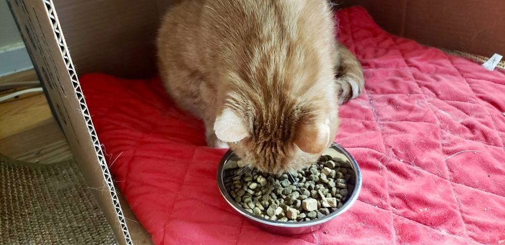 What Did Our Test Cats Think