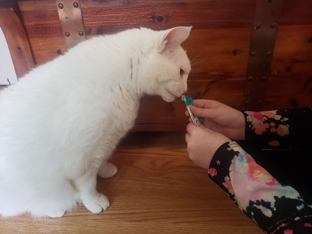 white cat trying inaba churu treats