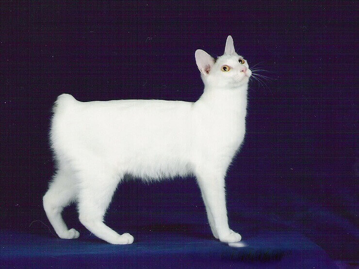 Japanese Bobtail