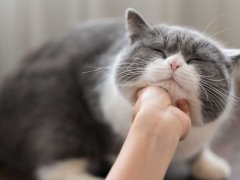 woman touching Cat&reg;168极速赛车正规信誉老平台 chin