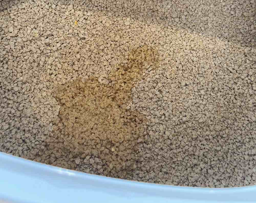 World's Best Cat litter